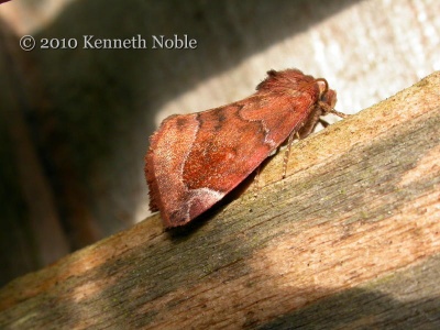 lunar-spotted pinion (Cosmia pyralina) Kenneth Noble